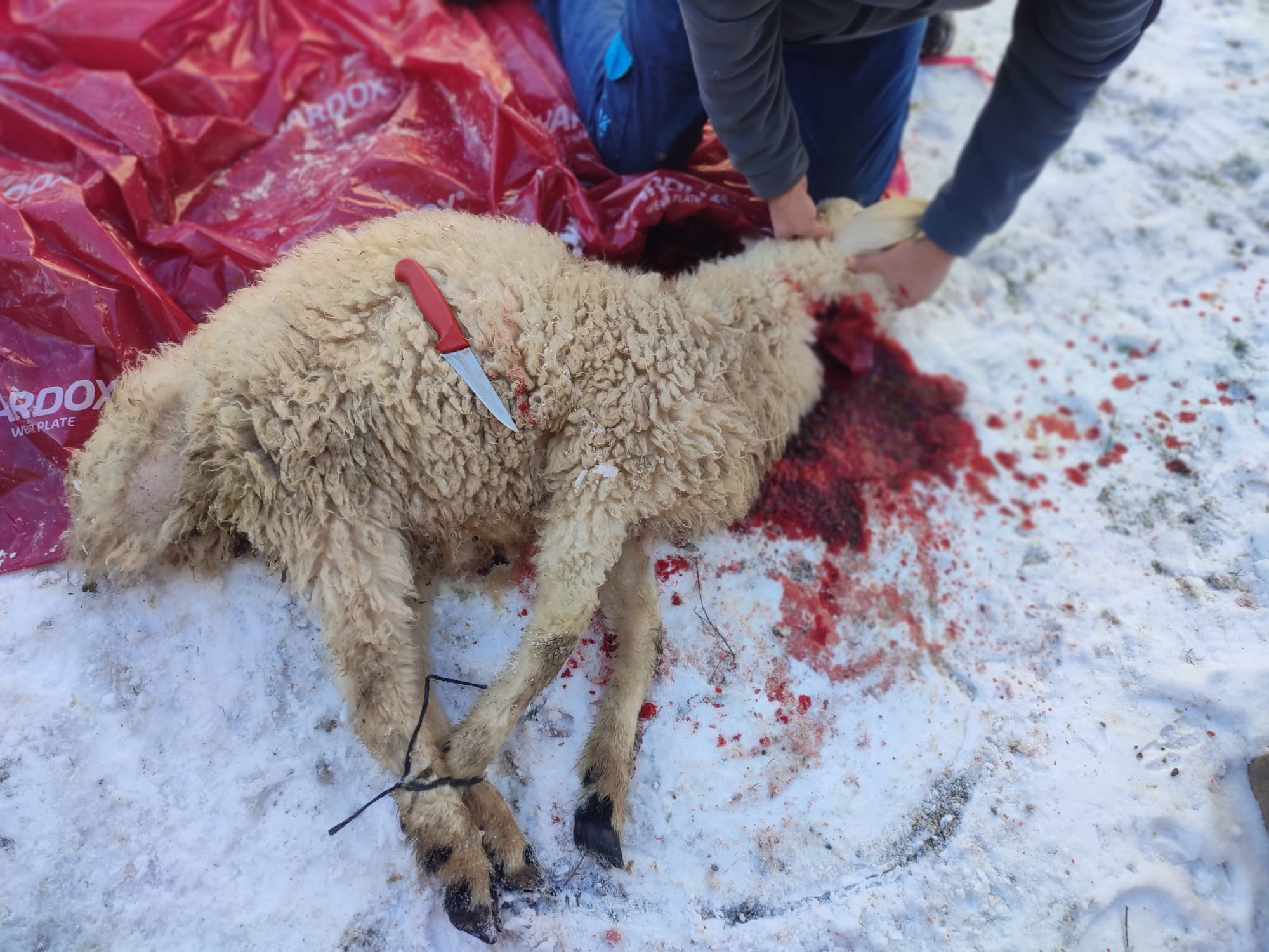 42 S Atalay Hayvancılık